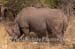 61-Rhino-040814-202